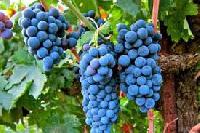 Эксперты раскрыли удивительные свойства винограда