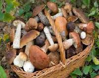 Медики сообщили, сколько можно есть грибов