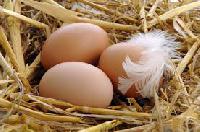 Яйца способствуют похудению – ученые