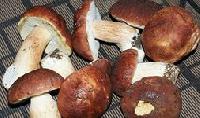 Медики посоветовали есть грибы в холодный сезон
