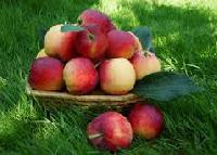 Яблоки продлевают жизнь на несколько лет