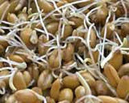 Пророщенные зерна – надежный источник витаминов