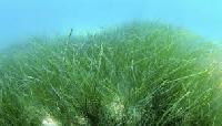 Доказано: морская трава подавляет рост раковых клеток