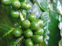 Продукт месяца: зеленый кофе